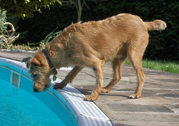 Now, how do I get a drink without falling in?!