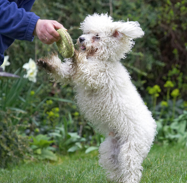 Wanna dance?  No, I want to play with that toy