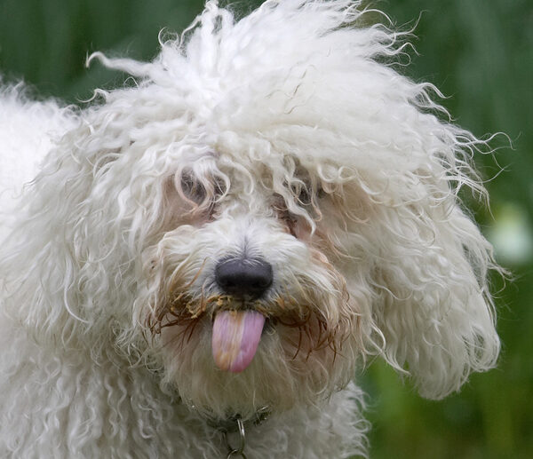 Who you calling a mucky pup?!