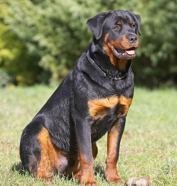 Aren't I just one handsome puppy