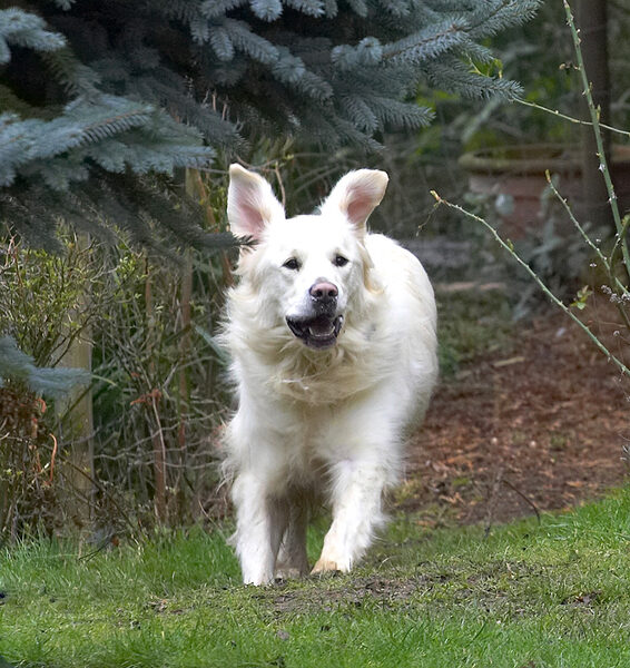 Jayjay Running