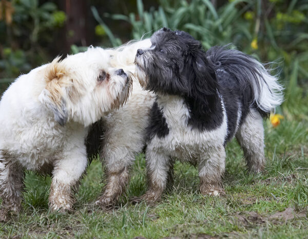 Go on, gissus a kiss