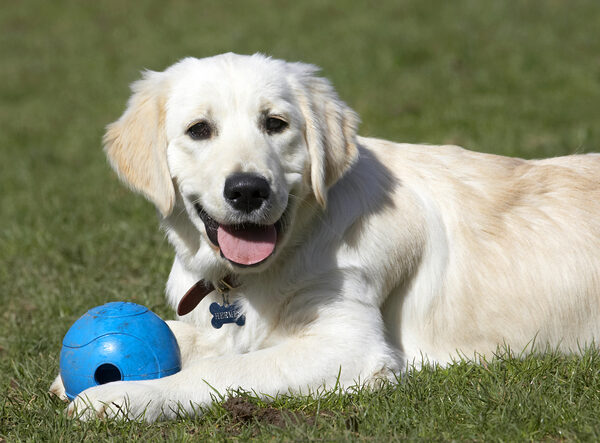 Yep, I'm a pretty happy pup