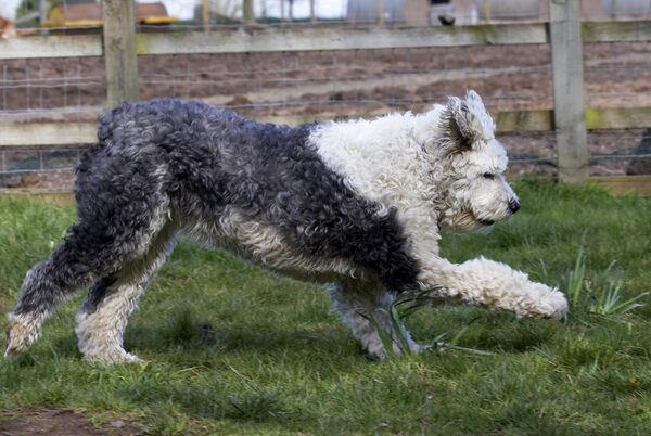 Off to fetch the ball ....... again