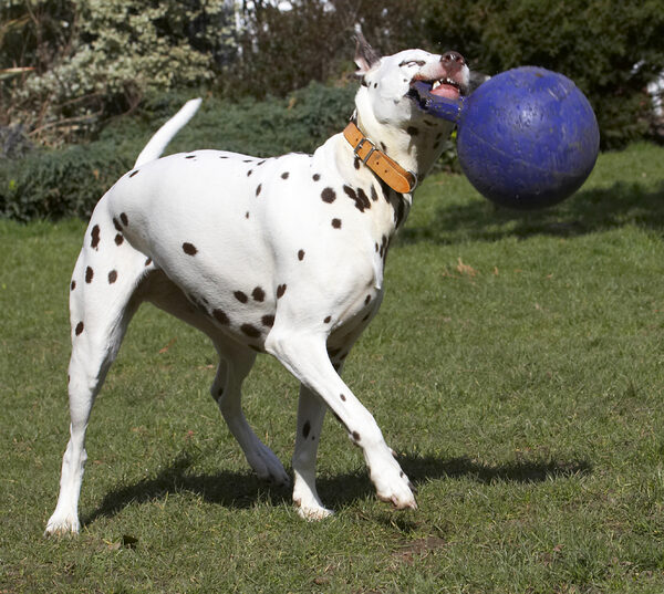 Jus' exercising my jaw muscles so I can bark more