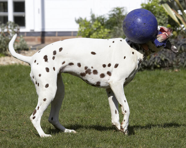 I just love giving this ball a good shake