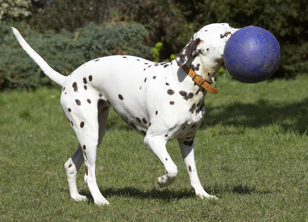 C'mon, ball, let's go for a walk