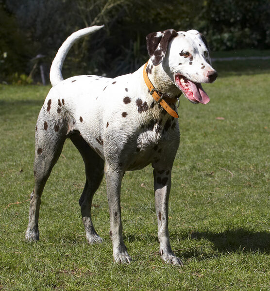 I know, I'm such a mucky pup - and proud of it