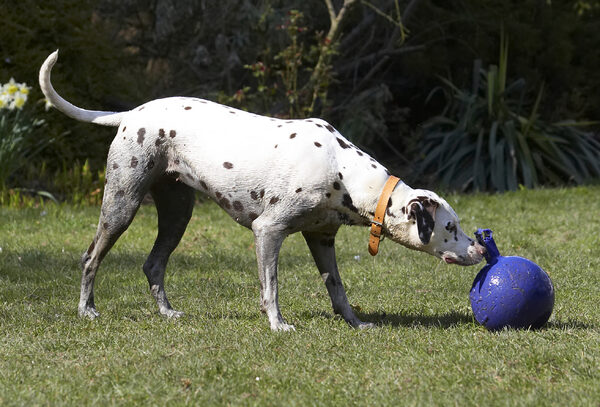 Is that my ball?!