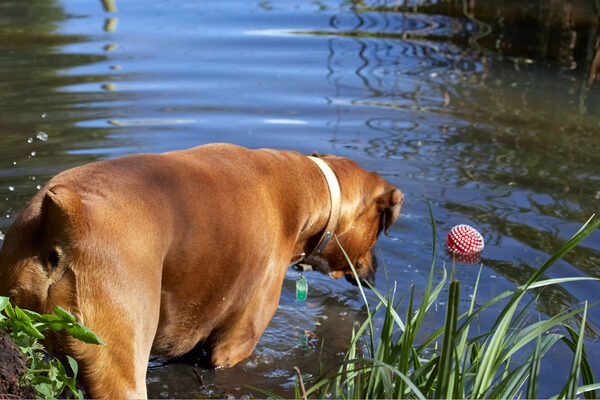 .......... the ball ................
