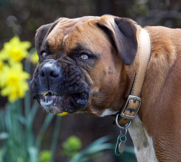 Isn't this the gurning competition?!