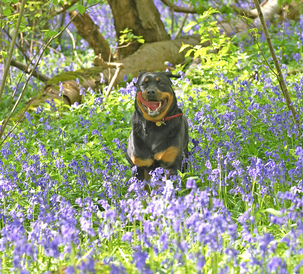 Missy Running Through The Bluebells