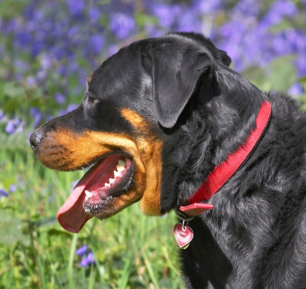 Missy and her Red Collar