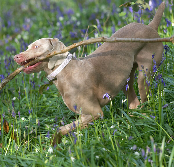 Moon Running With A Large Stick