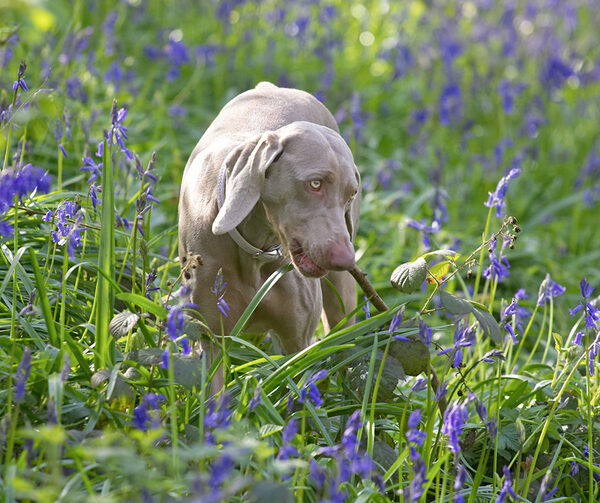 Moon Chewing A Stick