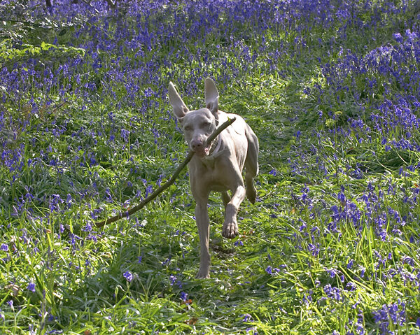 Moon Running With A Stick