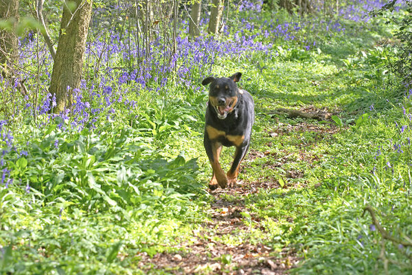 Running Ronan