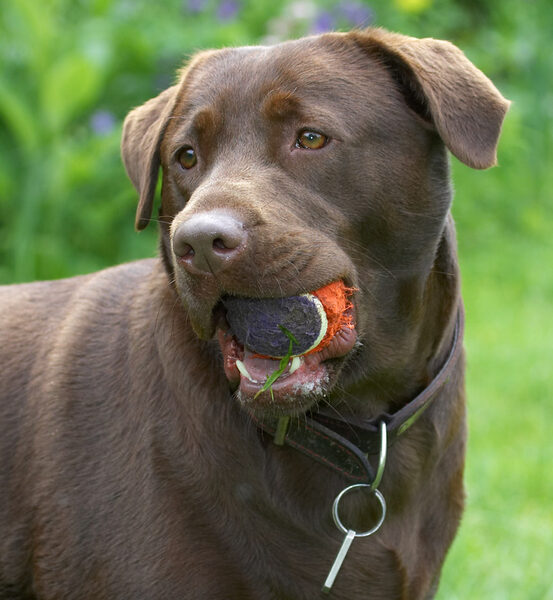 OK, I've got the ball, now what?!