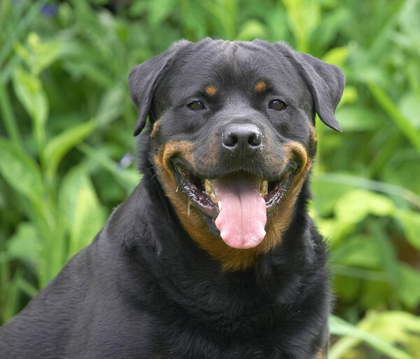 What can I say, I'm just a happy chappie