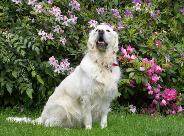 Oh look, a rose among.......... other flowers!