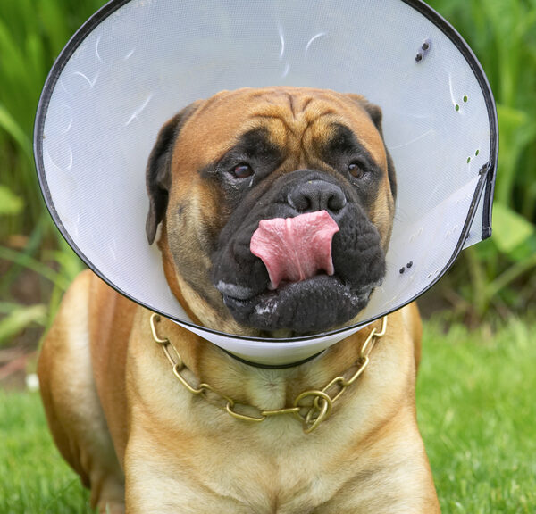 This collar's not gonna stop me eating