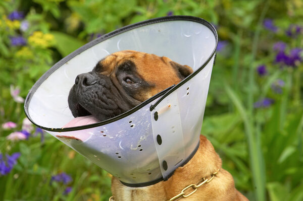 Dontya know.  This is the latest in headgear