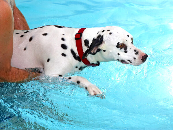 Mia the Dalmatian