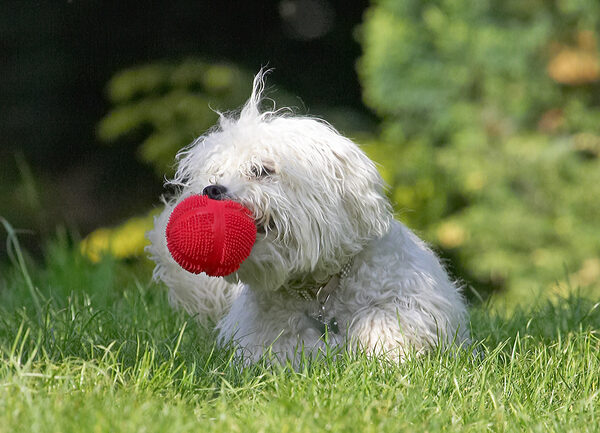 Tee hee, Oscar can't get me here!............