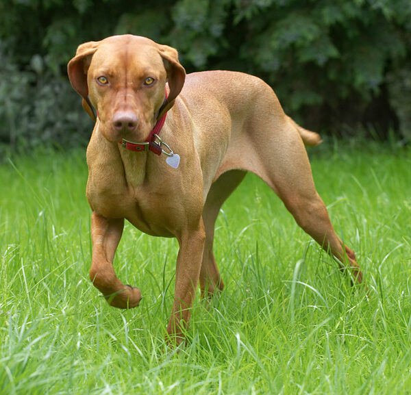 Pippa prowling the grounds