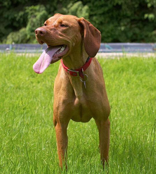 Have you seen the length of my tongue?
