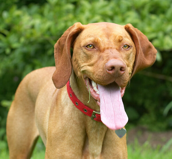Here's a better view of my tongue!