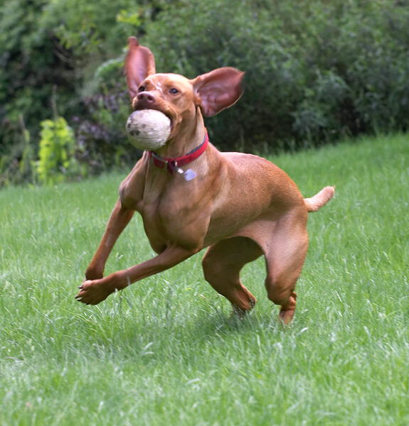 Pippa in full flight