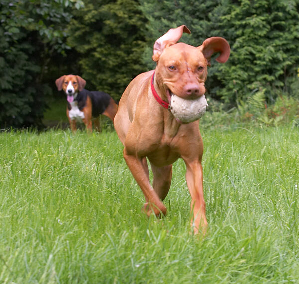 Darn, she's got the  ball again!