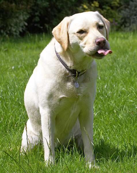 Rosie licking her chops
