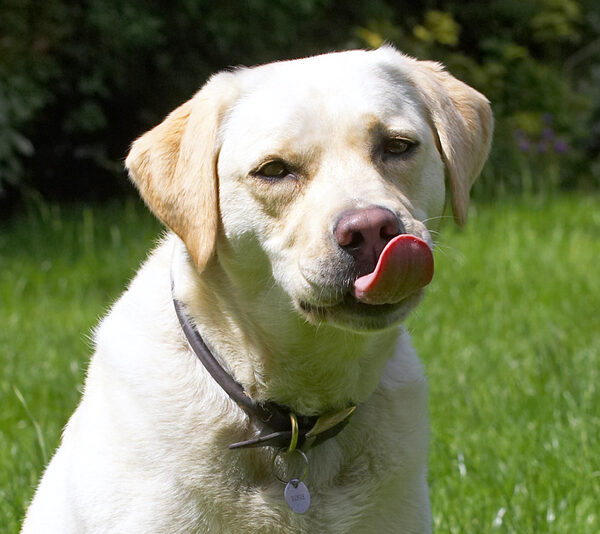 This peanut butter is delicious