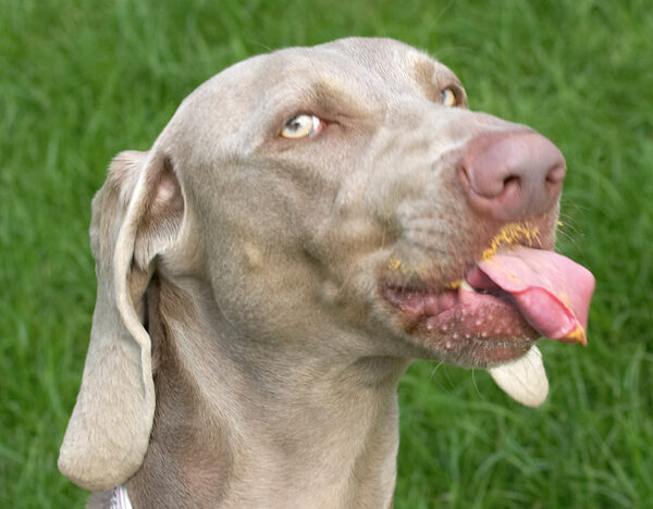 I'm not poking my tongue out at you, I'm getting all that peanut butter