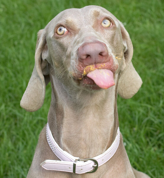 Alien dog?  No just in 7th heaven with peanut butter!
