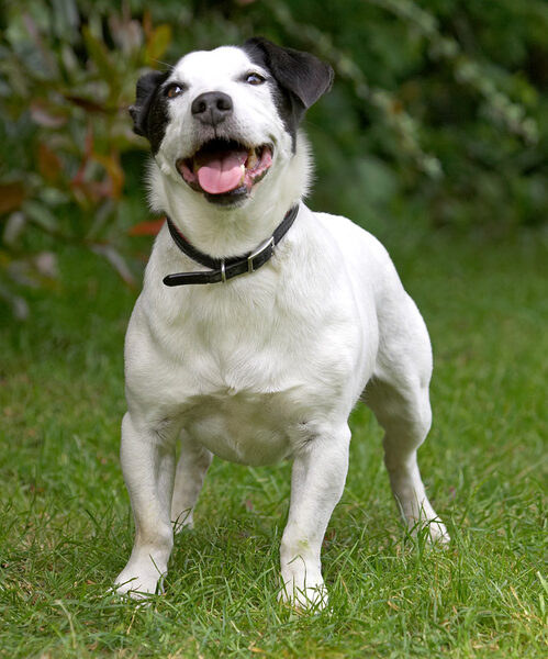 Whaddya mean "I've got a bull terrier body"?!