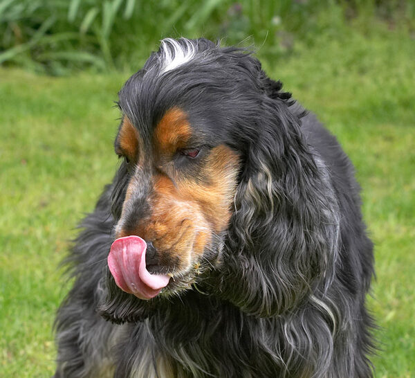 How did that peanut butter get on top of my nose?