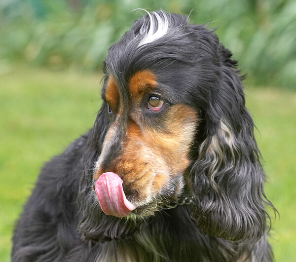 Doggone it, it got on my nose again
