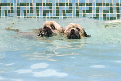 Stay close, there may be sharks in here