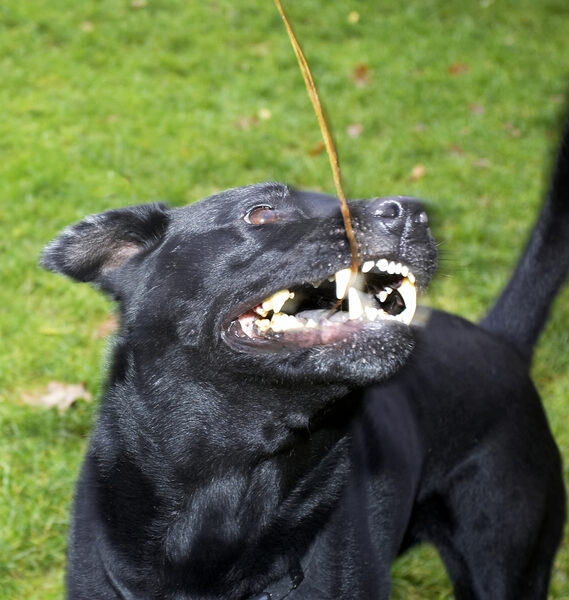 Go on, puuuuull