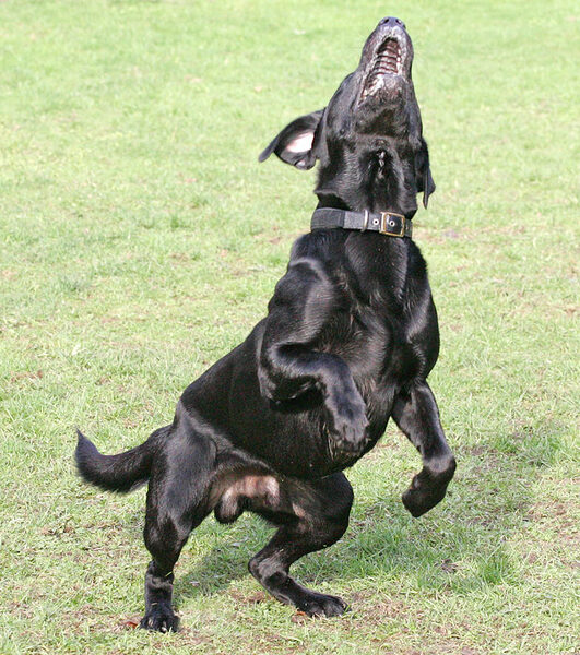 Buddy - eye on the ball