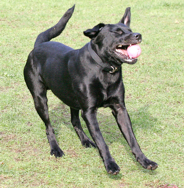 Buddy coming in to land after catching the ball