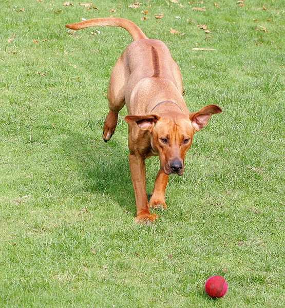 Simba - this one's mine!