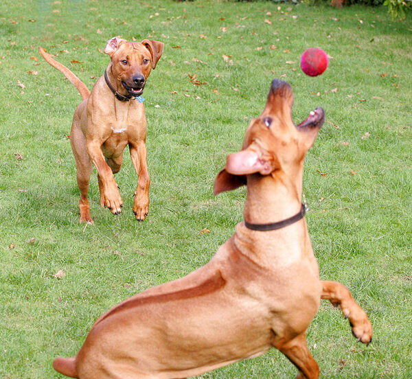 Kila & Simba at play