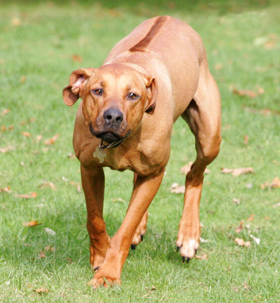 Kila on a mission
