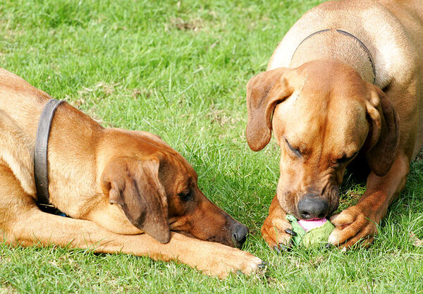 Simba jealously watching Kila's play