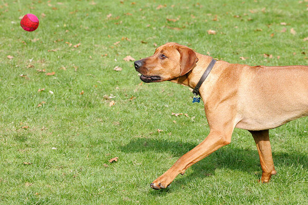 Simba closing in on the ball