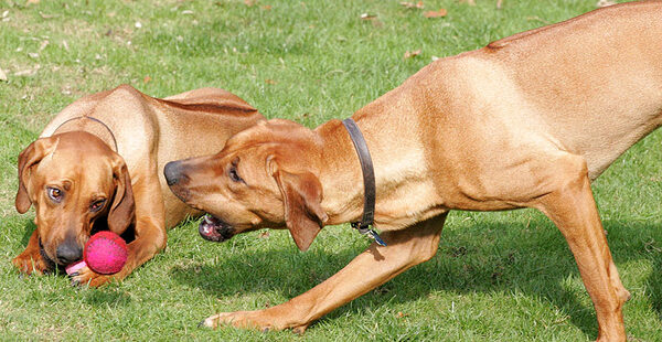 Kila chowing down, Simba going for a mid-air catch